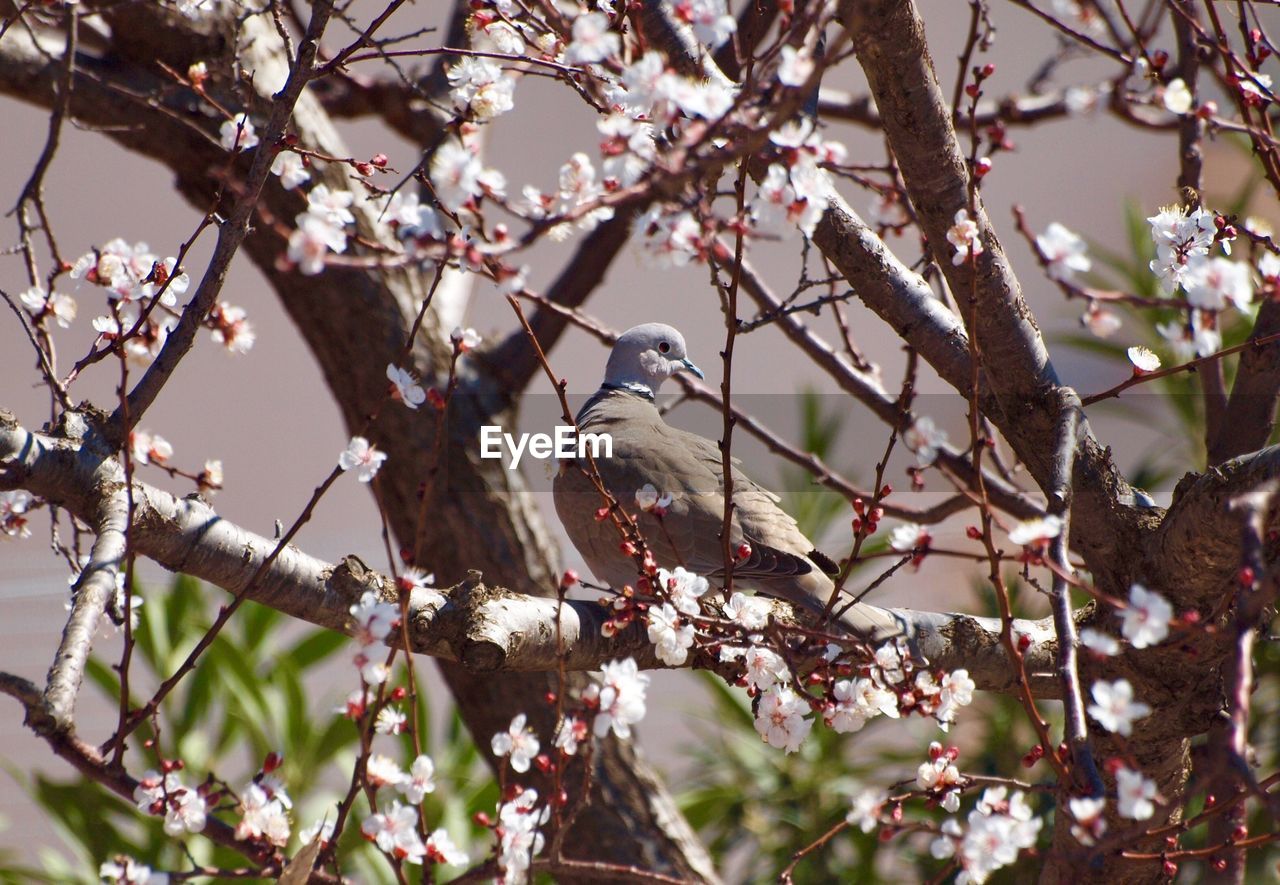 LOW ANGLE VIEW OF BIRD PERCHING ON CHERRY TREE