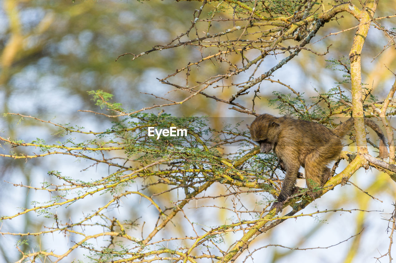 Low angle view of baboon on tree