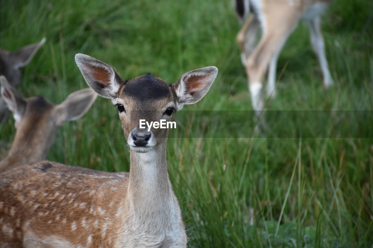 PORTRAIT OF DEER