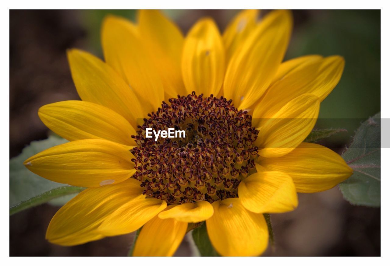 CLOSE-UP OF FRESH SUNFLOWER BLOOMING IN PARK