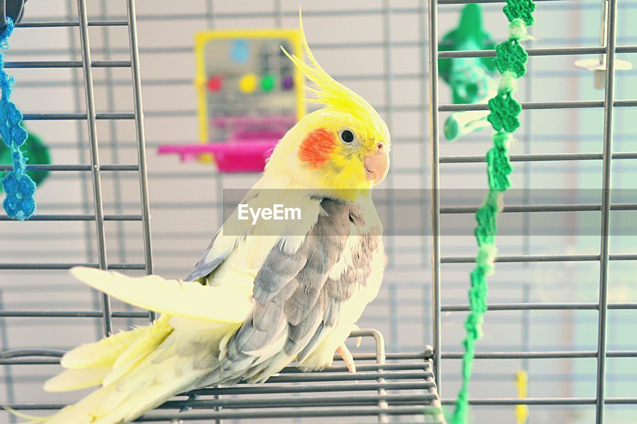 Close-up of cockatiel in cage at home