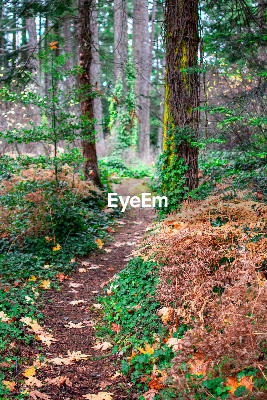 FOOTPATH IN FOREST