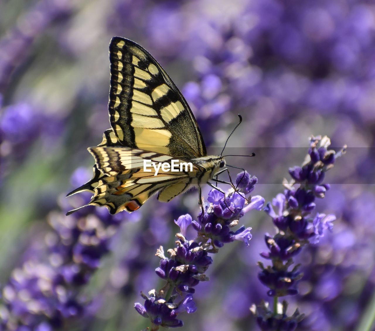 flower, beauty in nature, flowering plant, animal themes, animal wildlife, animal, insect, butterfly, animal wing, plant, purple, one animal, freshness, fragility, moths and butterflies, nature, wildlife, close-up, animal body part, macro photography, macro, food, lavender, summer, no people, selective focus, eating, feeding, monarch butterfly, scented, focus on foreground, environment, lilac, petal, outdoors, awe, growth, springtime, herb, perching, flower head, side view, full length, tranquility