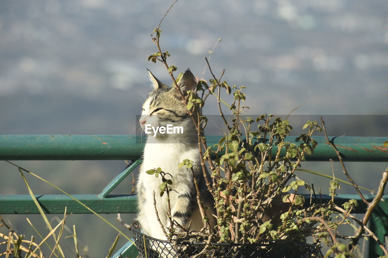 nature, animal, animal themes, wildlife, one animal, branch, animal wildlife, no people, mammal, grass, plant, green, flower, day, pet, sky, outdoors, focus on foreground, bird, portrait, cat