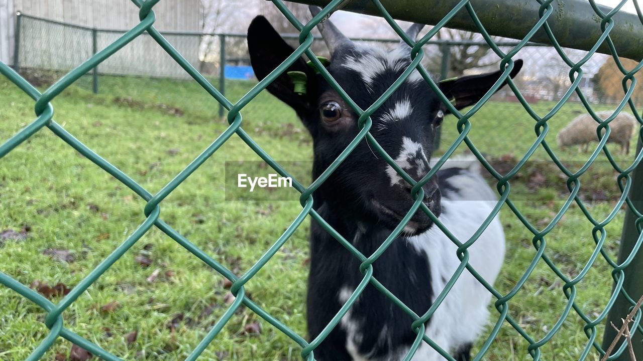 Sheep behind fence