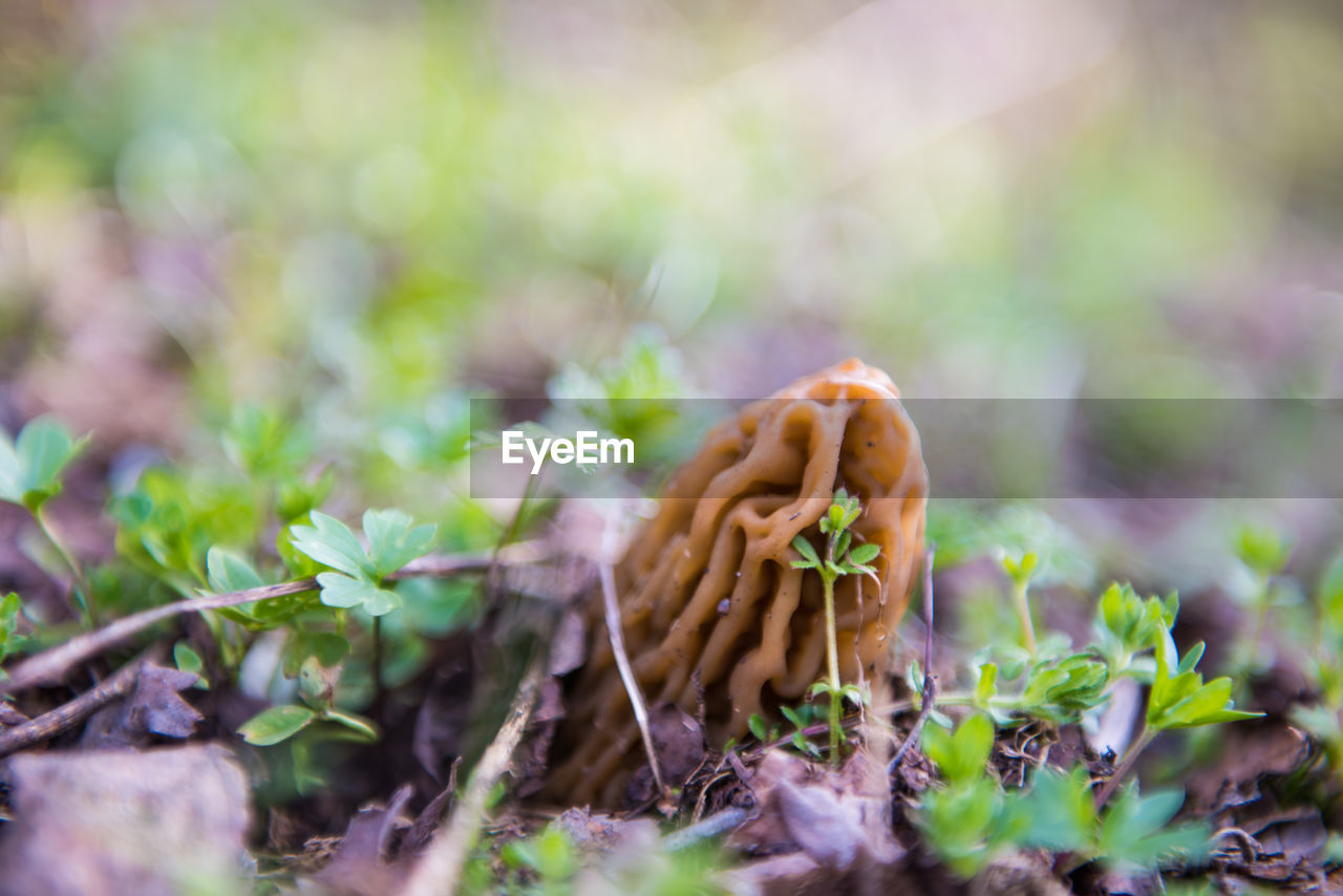 Close-up of spring mushroom