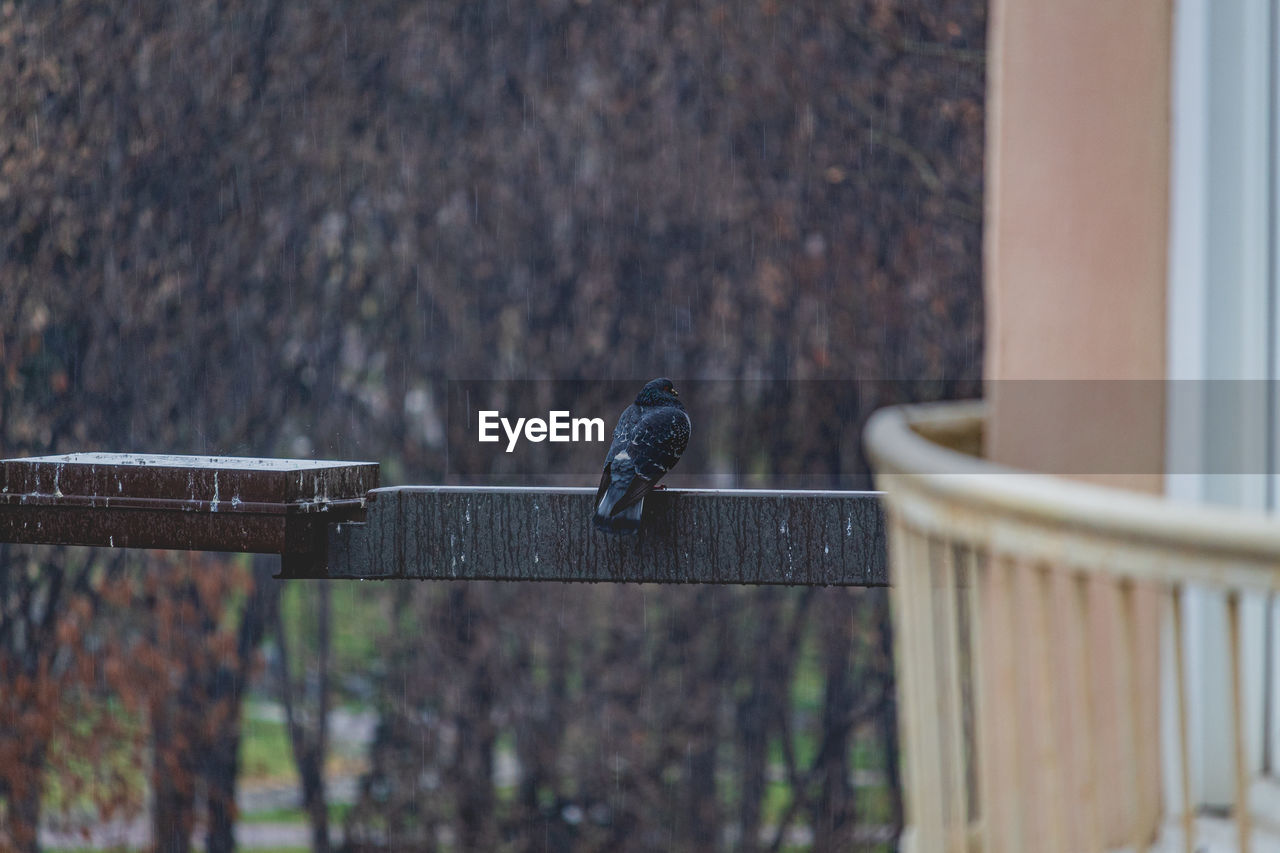 Birds perching on railing