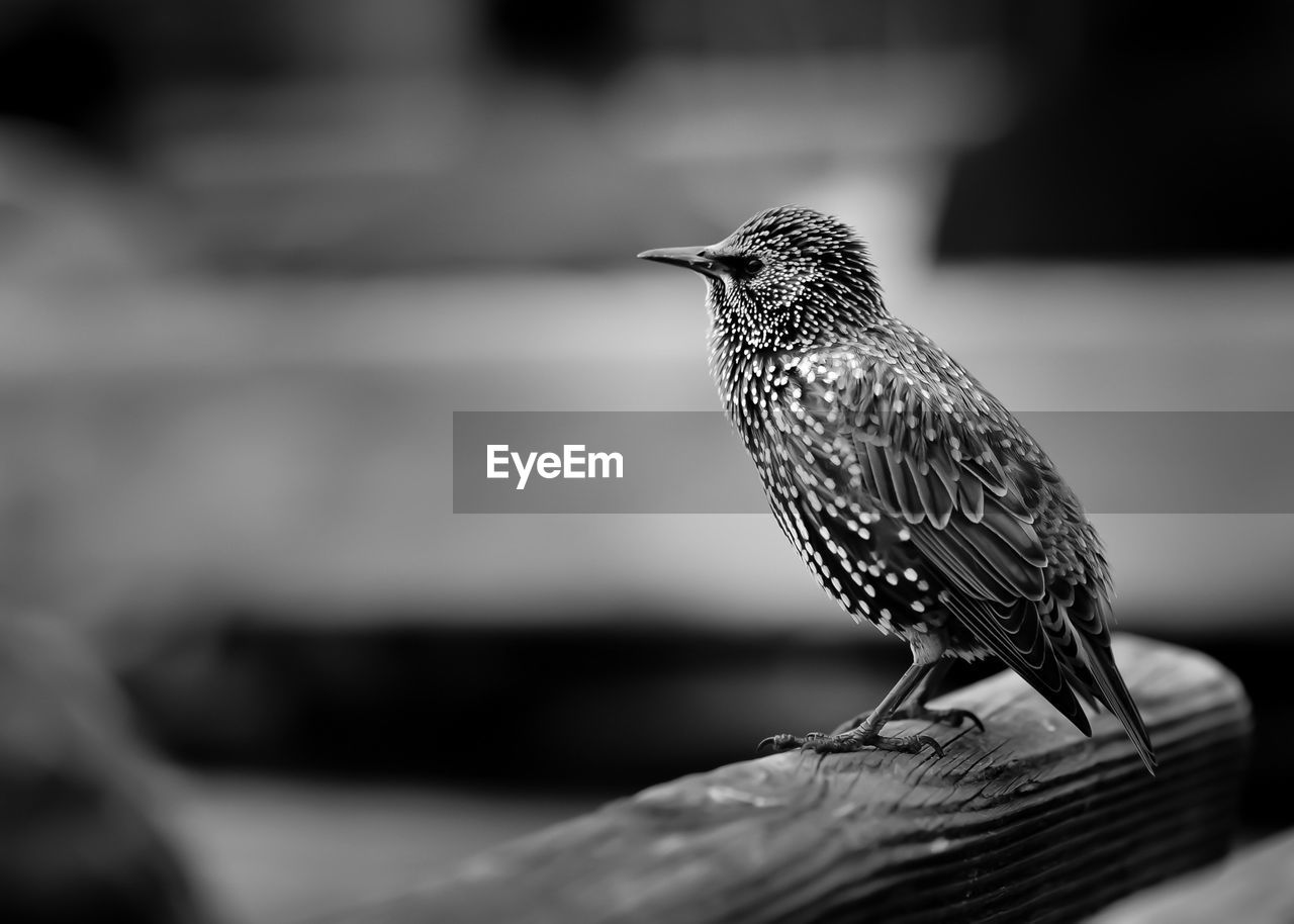 Close-up of starling perching on wood