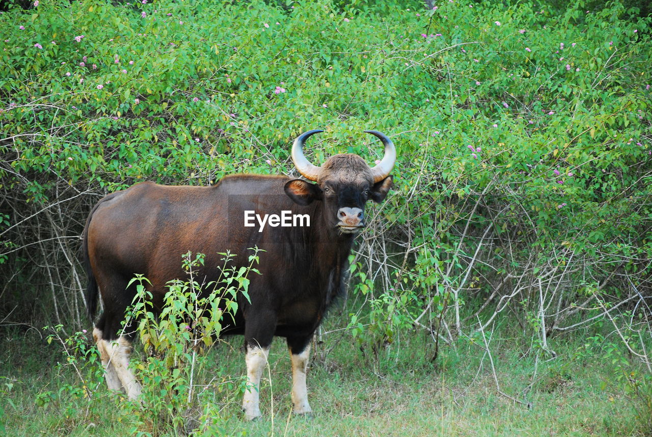 Portrait of gaur standing on grass at bandipur national park