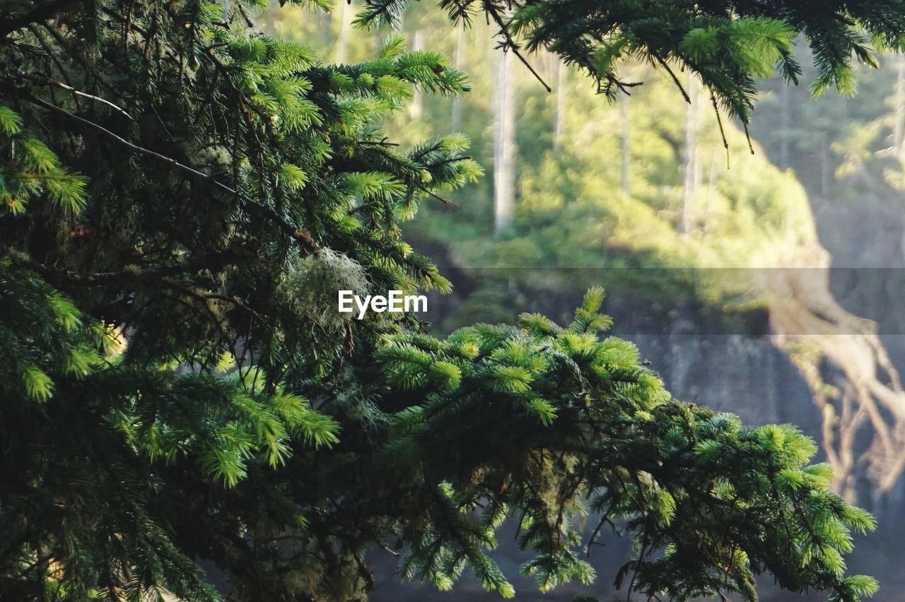 Trees growing in forest