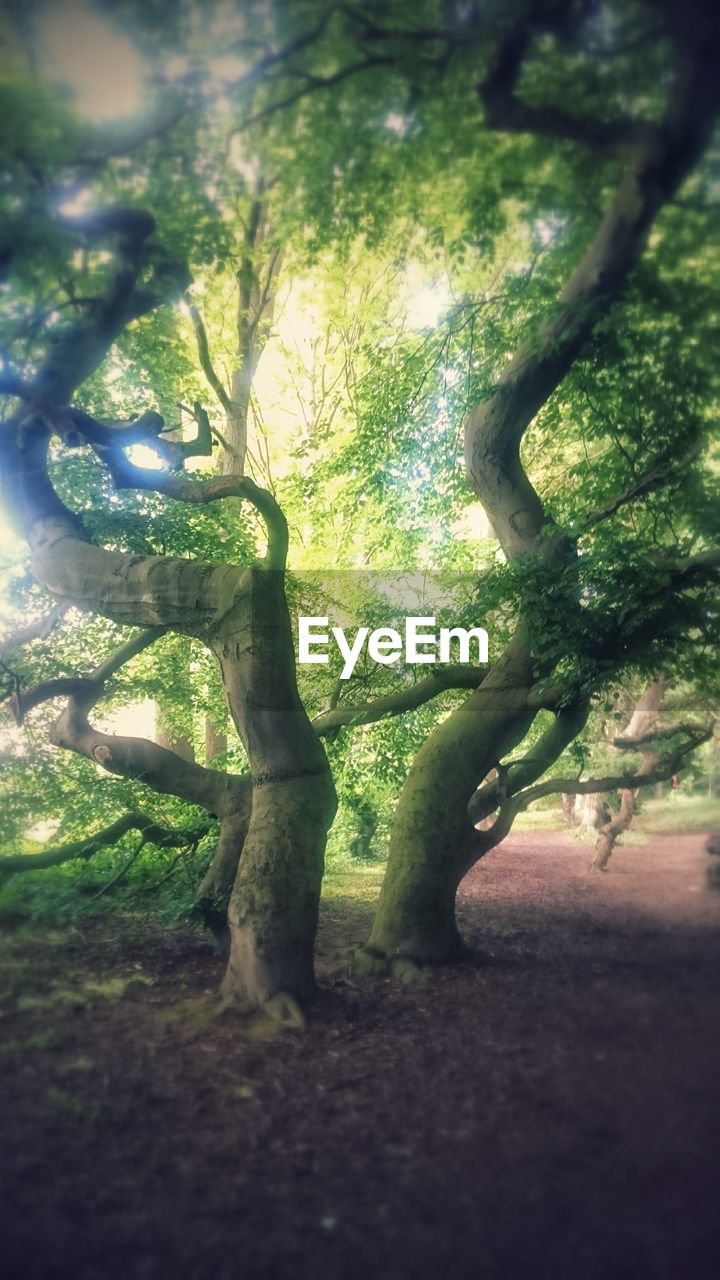 TREES GROWING IN FIELD