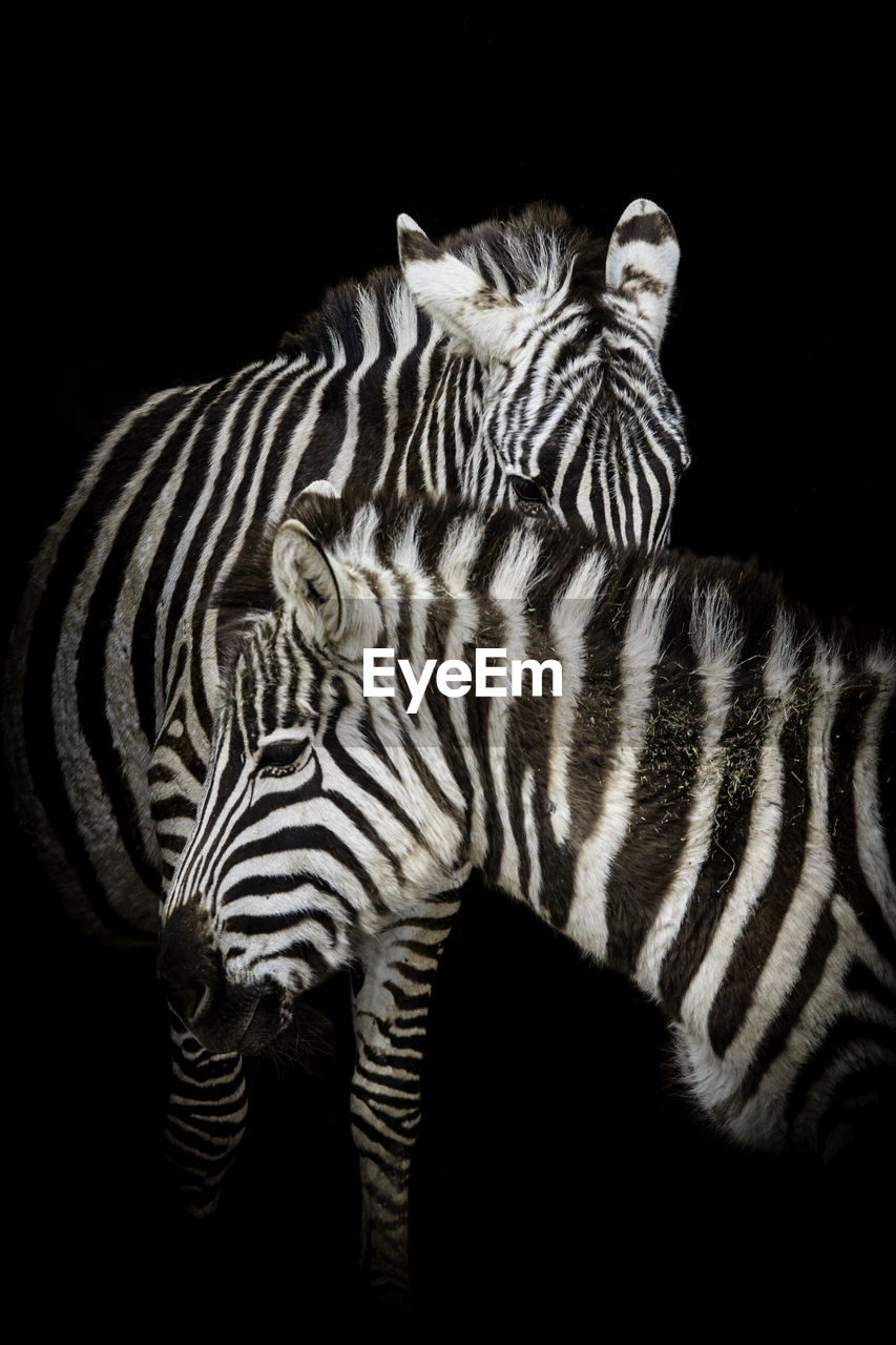 View of zebra against black background