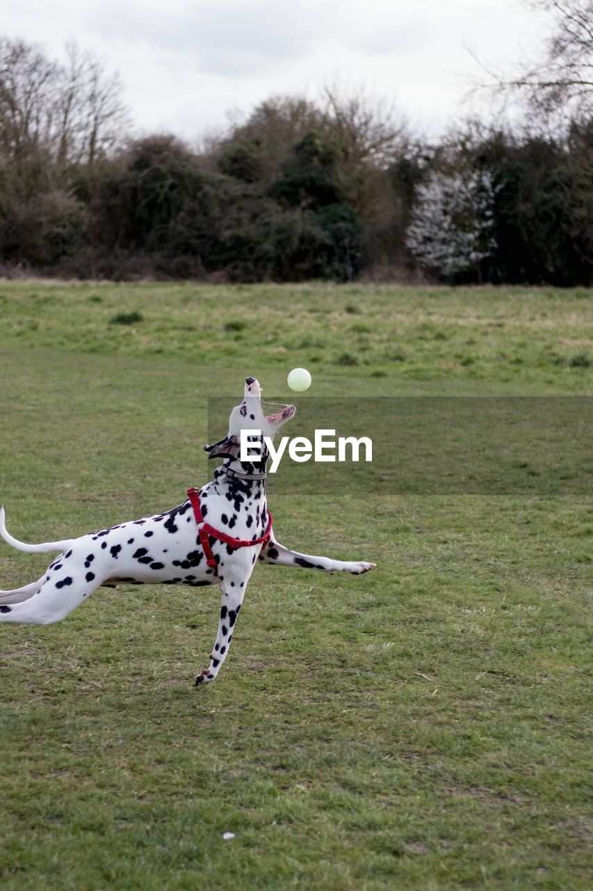 Dog playing with ball on grass