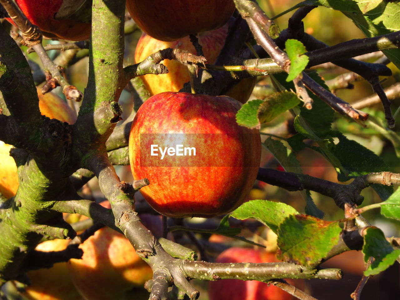 Close-up of apples growing on tree