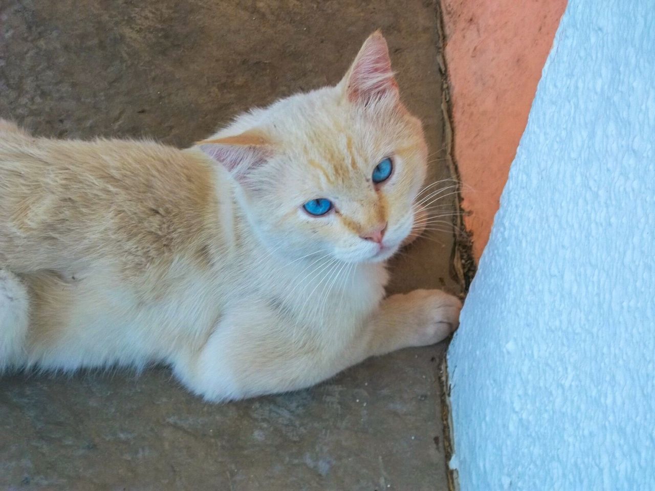 HIGH ANGLE VIEW PORTRAIT OF CAT RELAXING