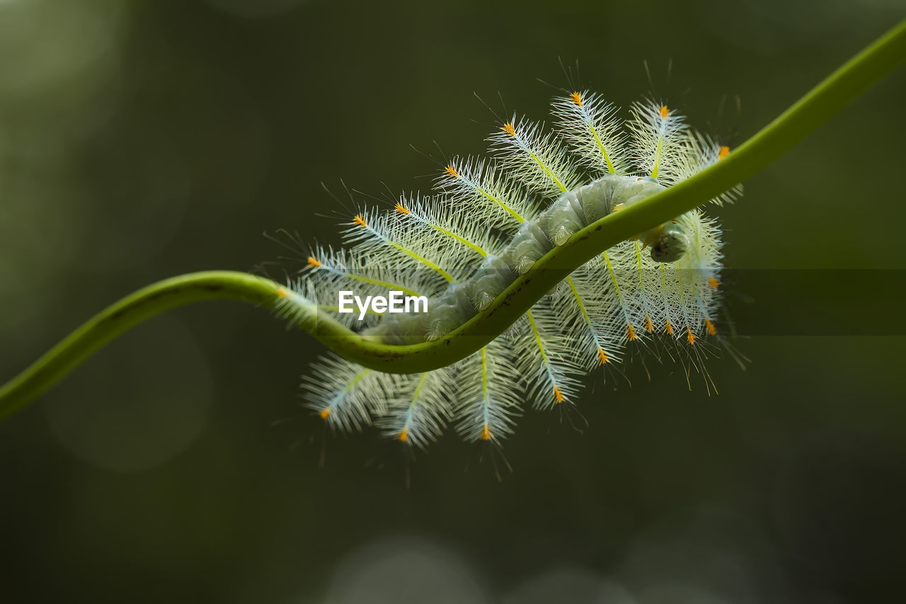 Close up fire caterpillar