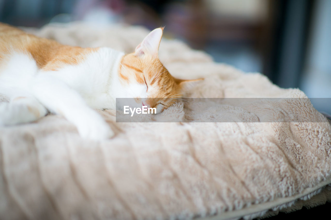 Close-up of cat on bed at home