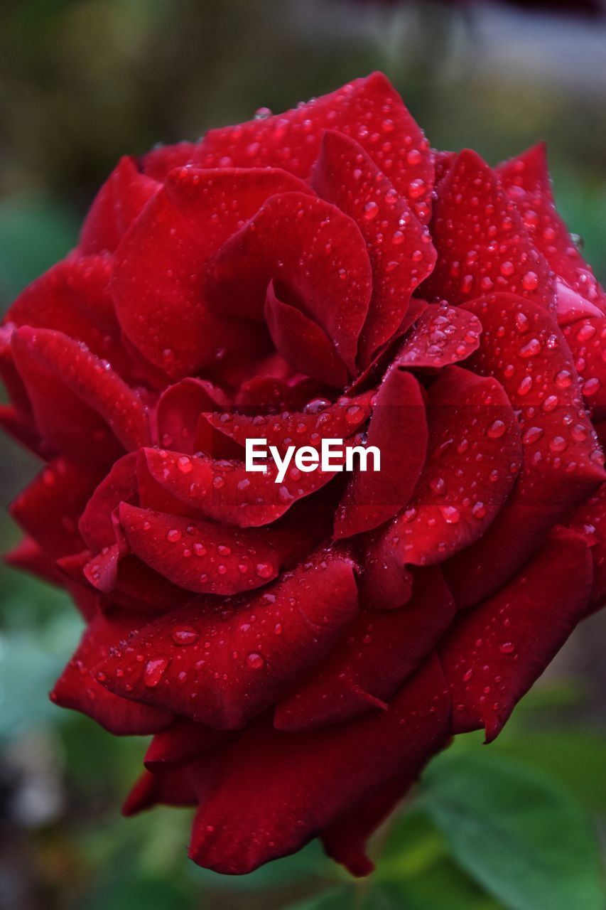 CLOSE-UP OF WET RED ROSE IN RAIN