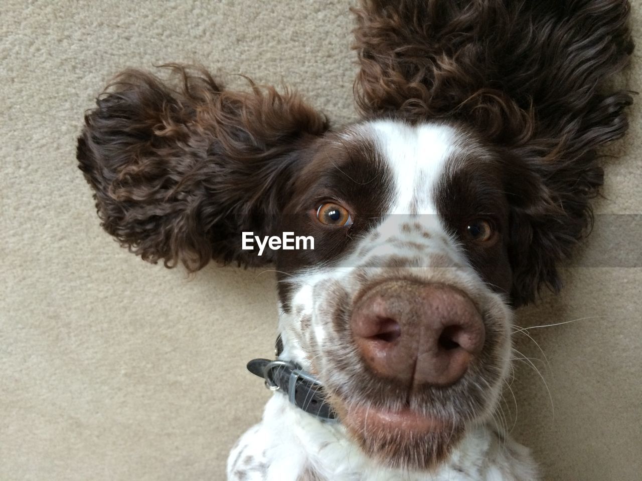 English springer spaniel close up of face whilst lying on his back. 