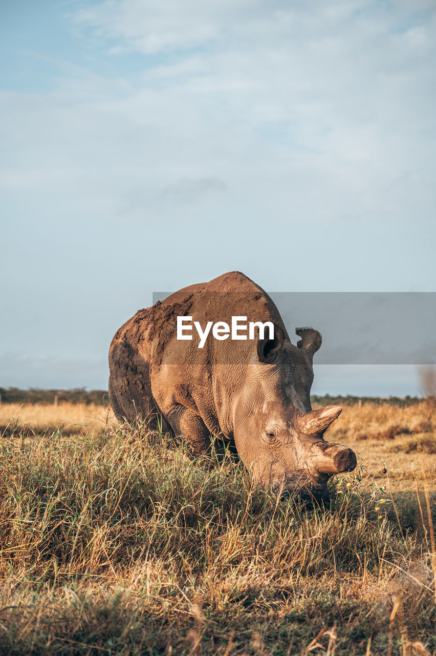 Rhino standing at field