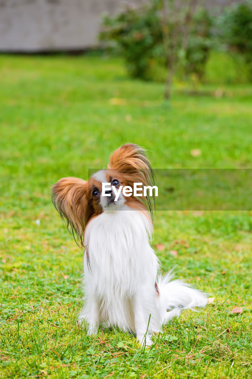 Portrait of a papillon purebreed dog sitting on the grass