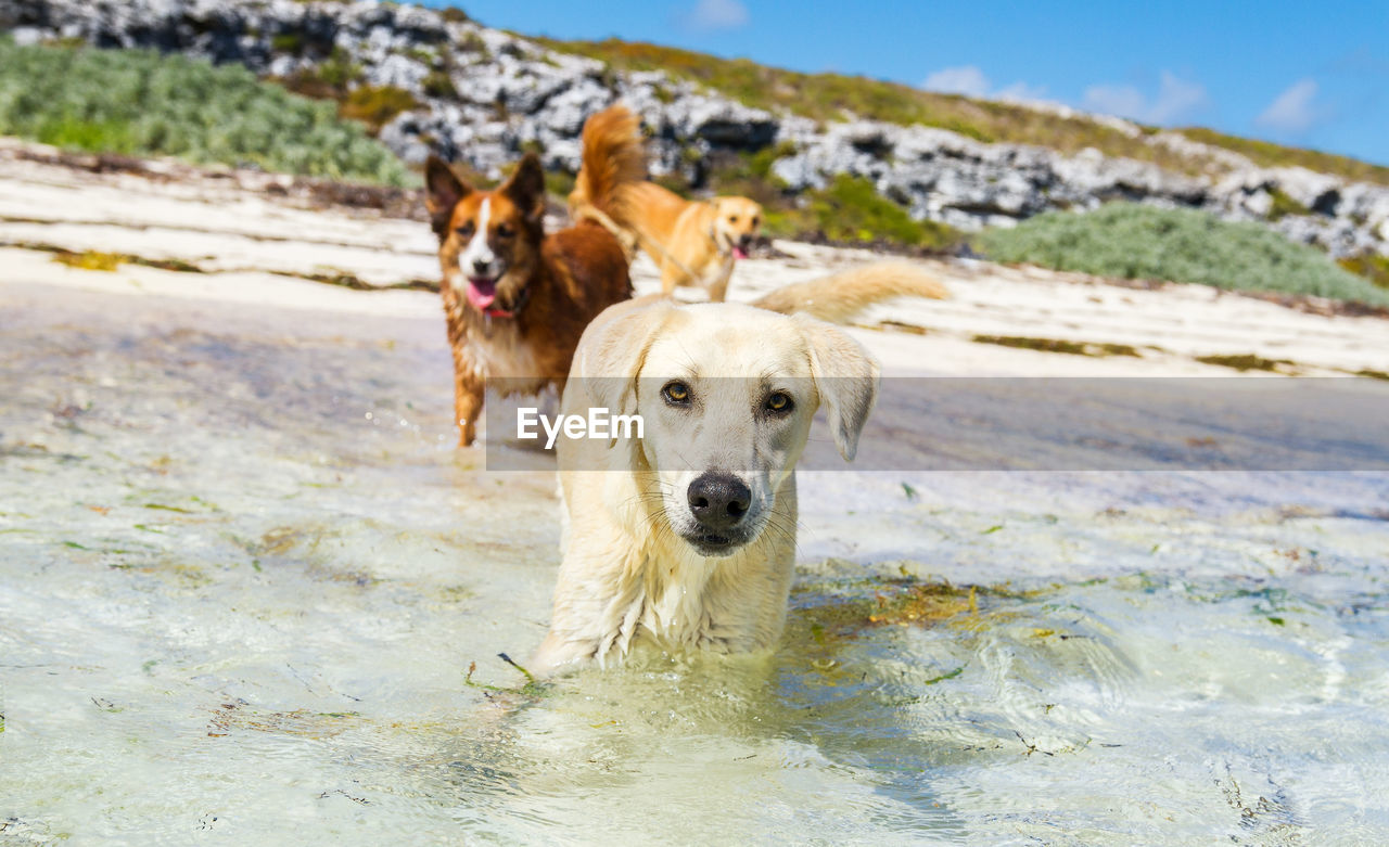 Portrait of dogs in sea