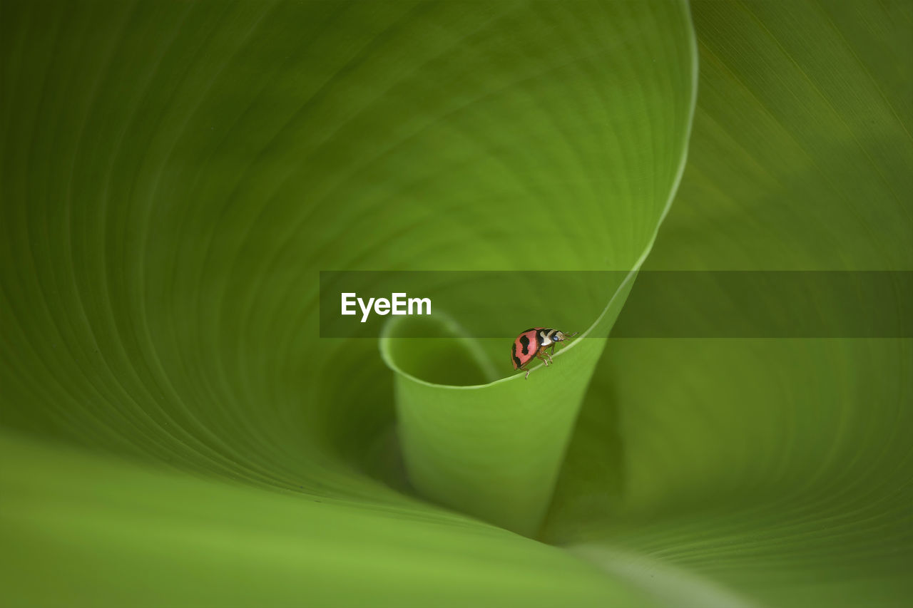 Directly above shot of ladybug on leaf