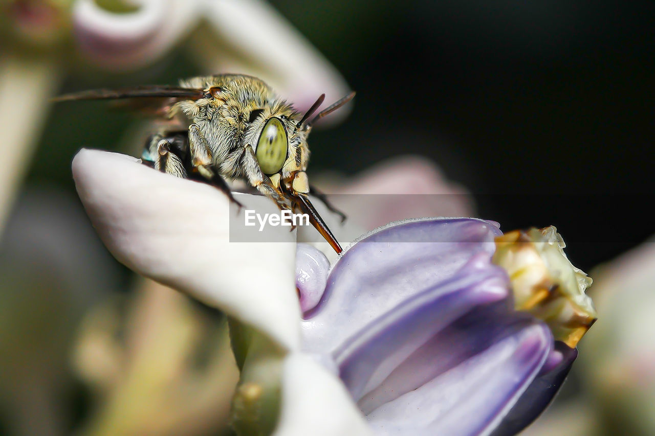 Close-up of bee sucking nectar on purple flower