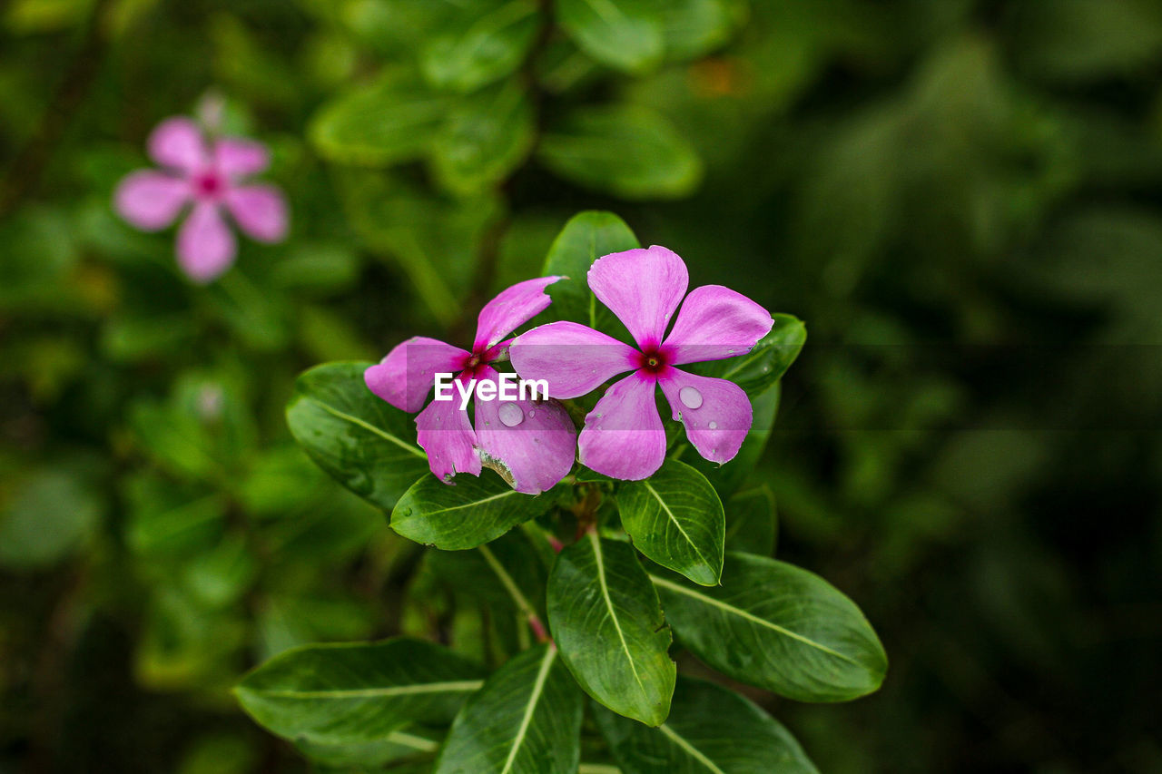 Close-up of pink flowering plant