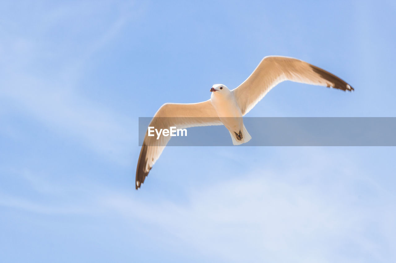 animal themes, animal, flying, animal wildlife, wildlife, bird, one animal, sky, spread wings, gull, blue, seabird, animal body part, mid-air, nature, no people, low angle view, cloud, full length, day, motion, wing, outdoors, seagull, beak, copy space