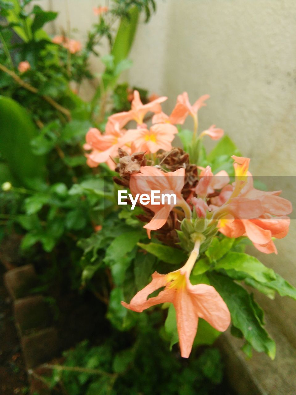 CLOSE-UP OF FLOWERS BLOOMING