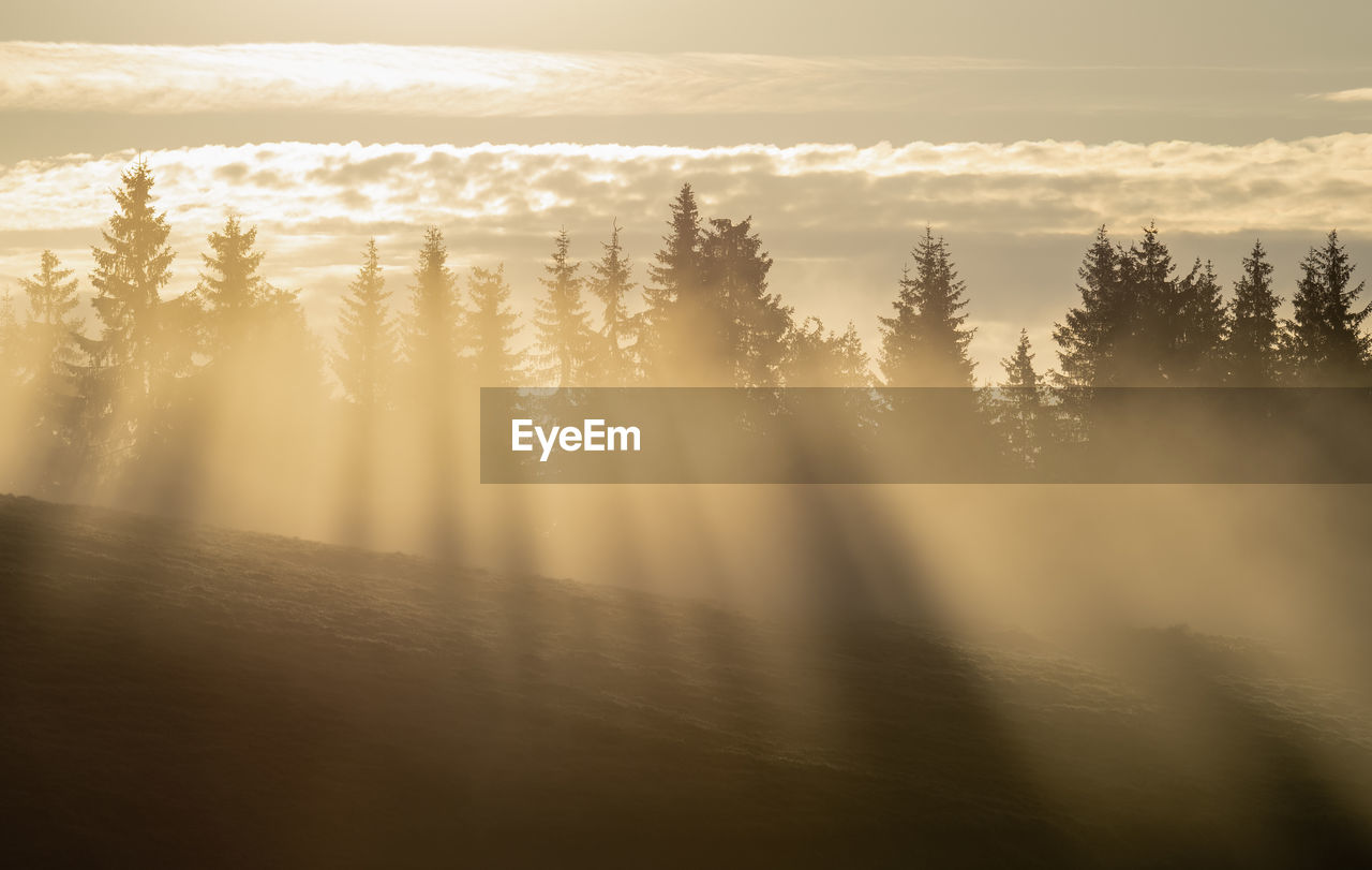 Trees in forest against sky