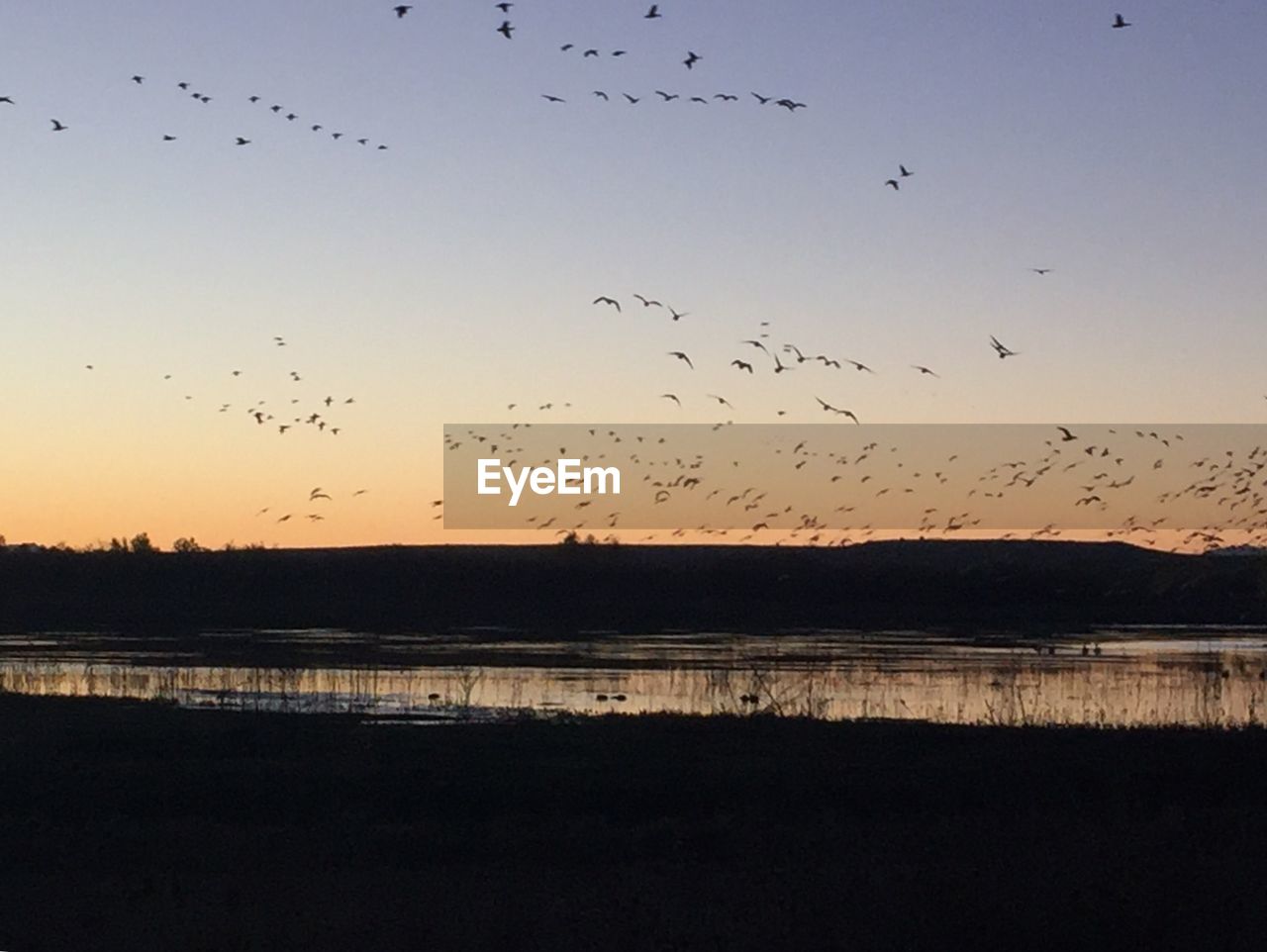 FLOCK OF BIRDS FLYING AGAINST SKY AT SUNSET