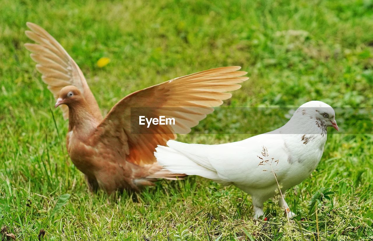 View of birds on grass