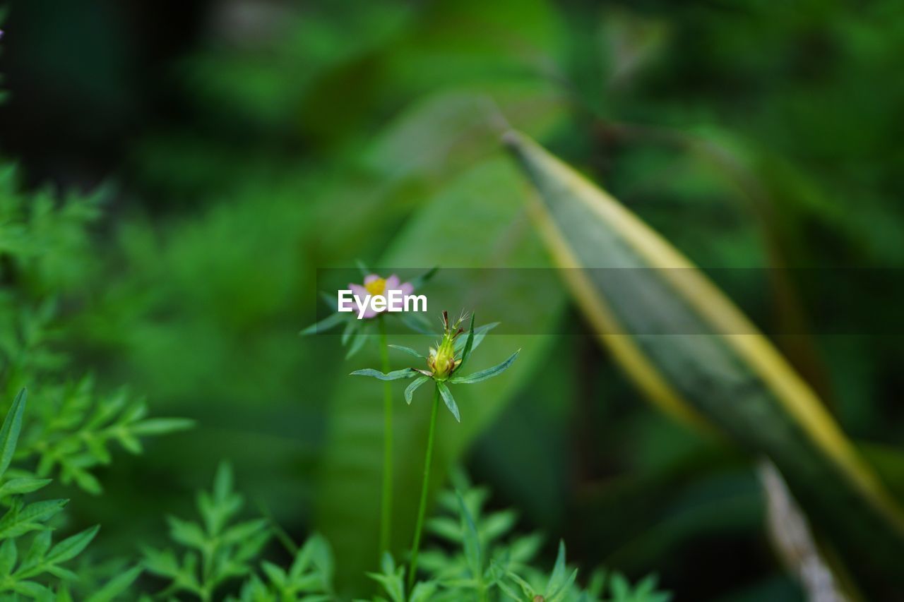 CLOSE-UP OF WHITE FLOWERING PLANTS