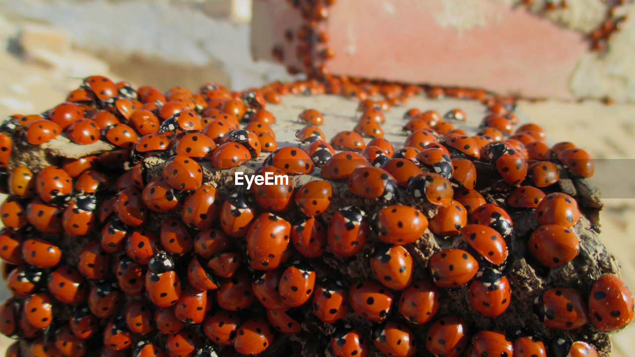 Close-up of ladybugs outdoors