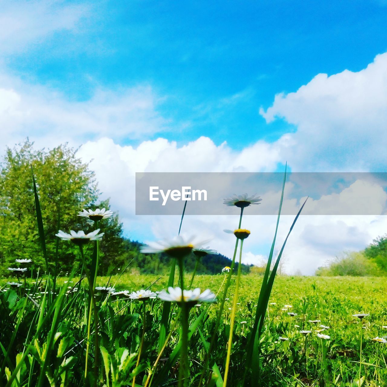 SCENIC VIEW OF LANDSCAPE AGAINST CLOUDY SKY