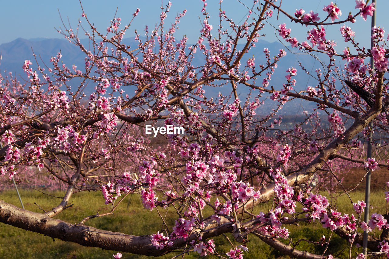 PINK CHERRY BLOSSOM AGAINST SKY