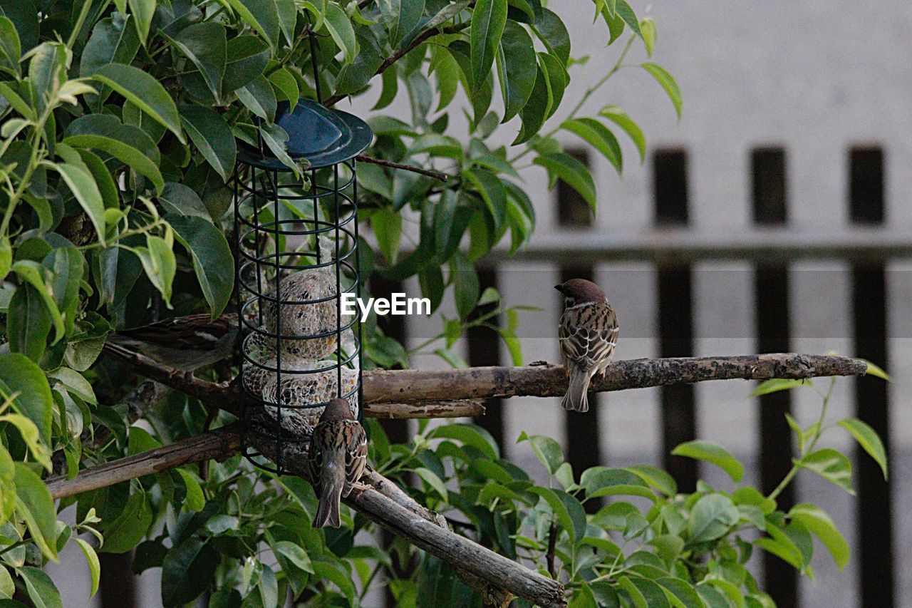 BIRD PERCHING ON PLANT