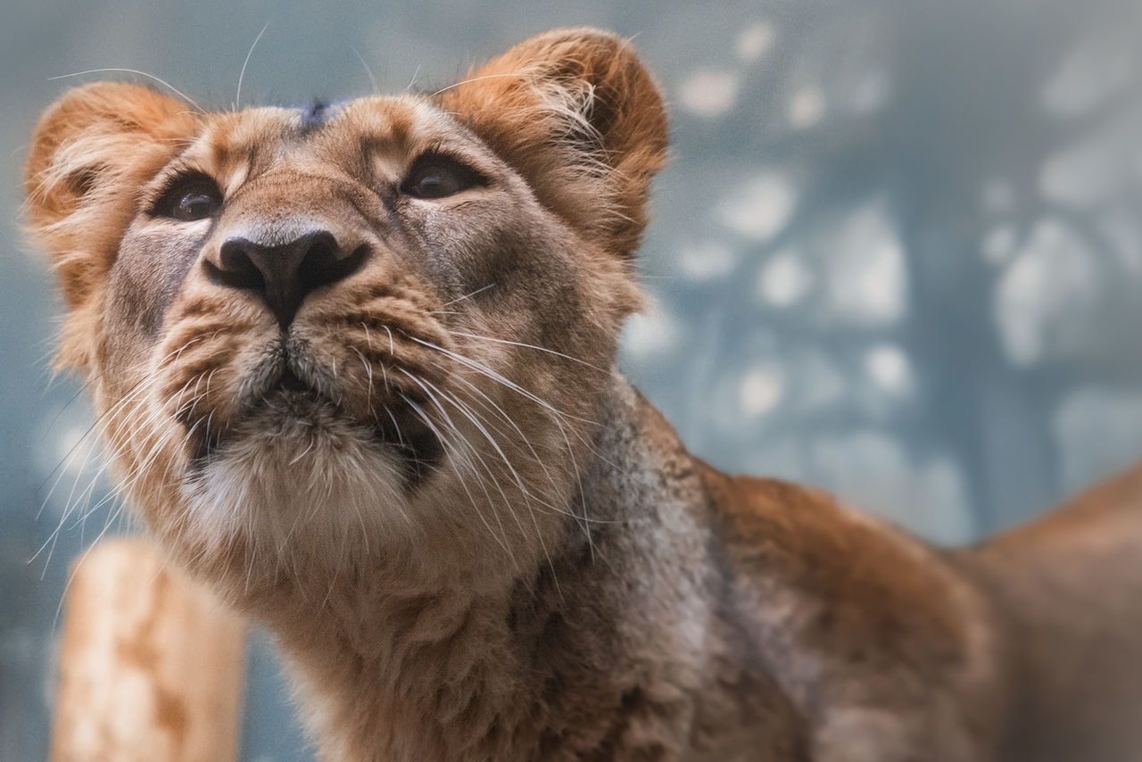 Close-up of lioness