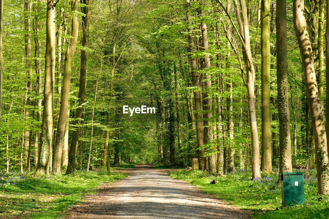 Road amidst trees in forest