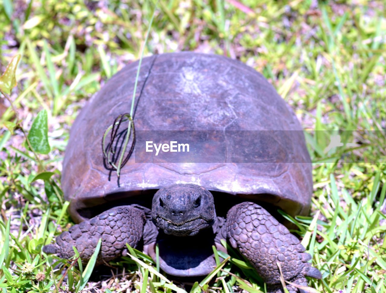 Close-up of turtle on field