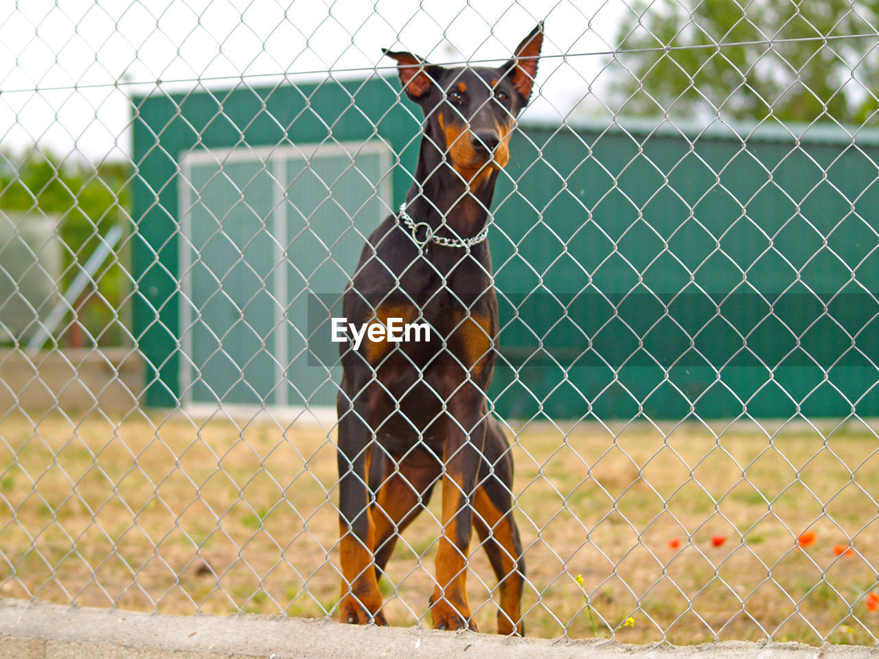 HORSE IN CHAINLINK FENCE