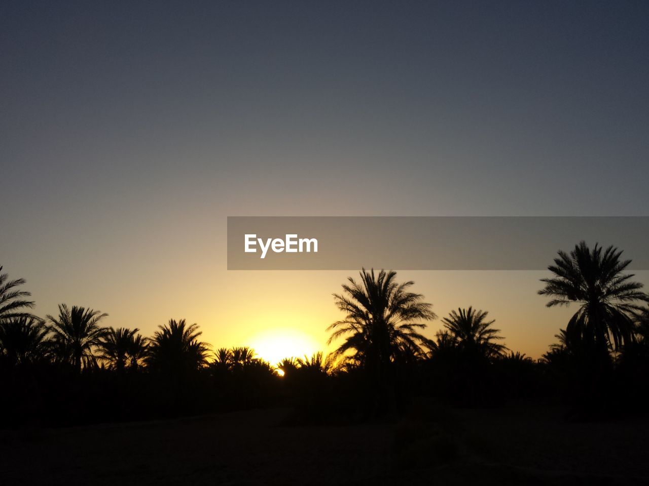 SILHOUETTE OF PALM TREES AGAINST CLEAR SKY