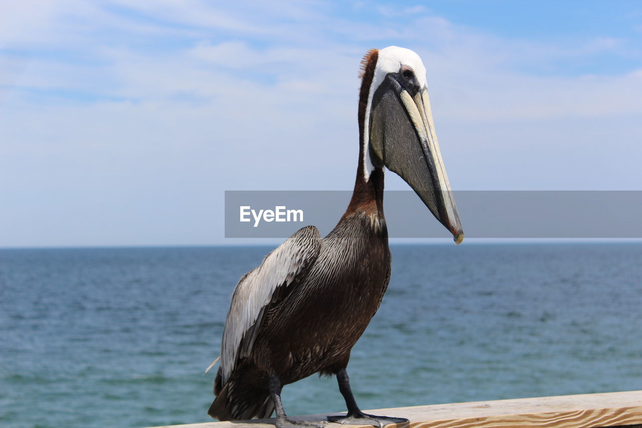 Pelican perching on railing by sea against sky