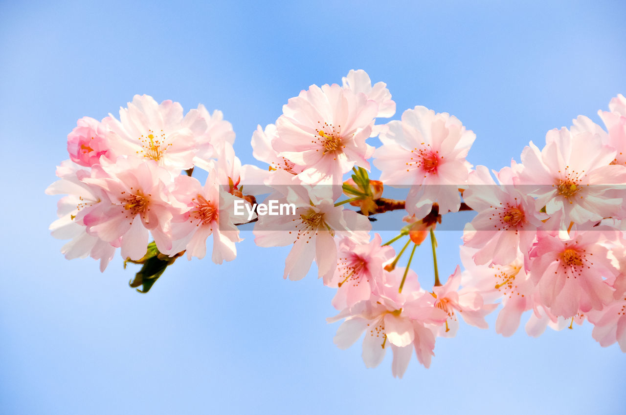 Close-up of pink flowers against sky