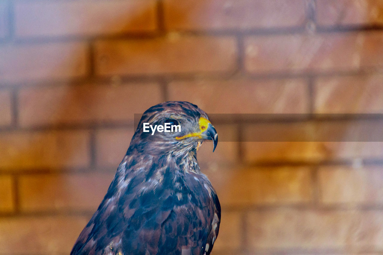 CLOSE-UP OF A BIRD