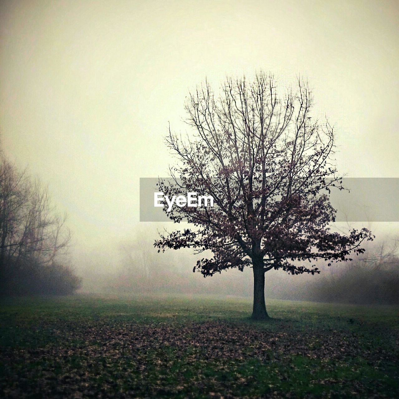 BARE TREES ON FIELD IN FOGGY WEATHER