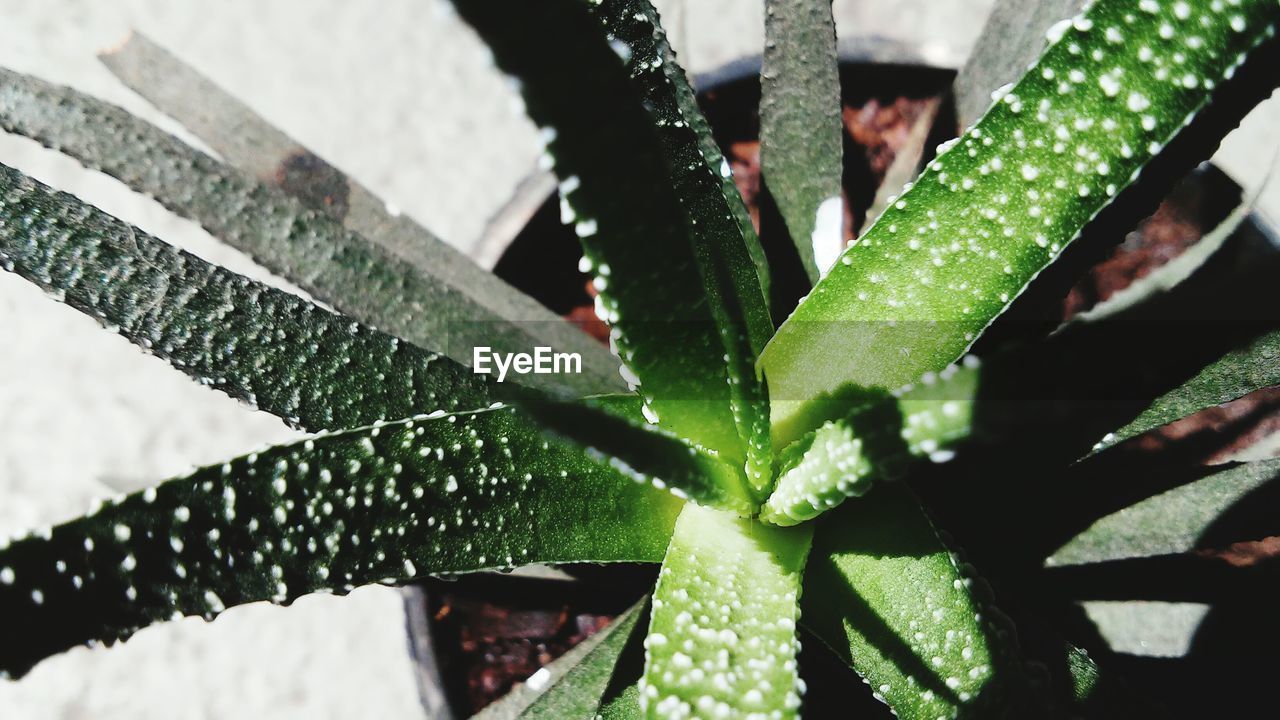 Close-up of succulent potted plant