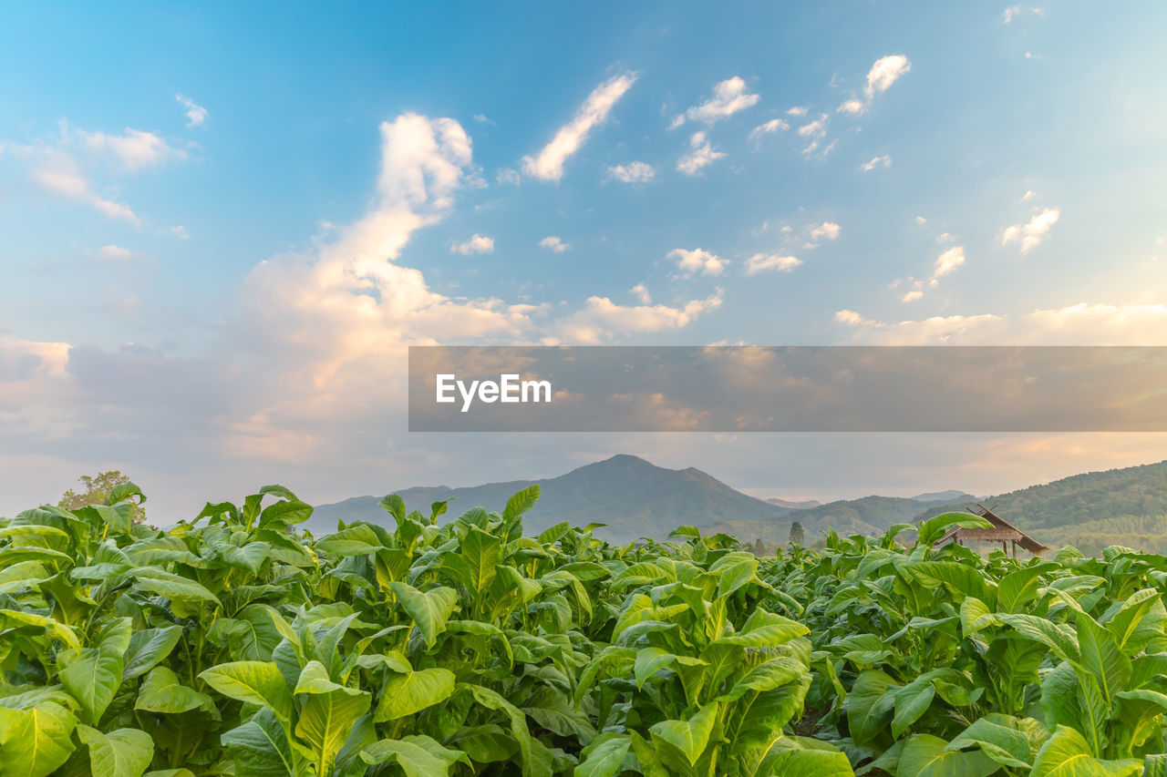 Tabaco plants growing on field against sky